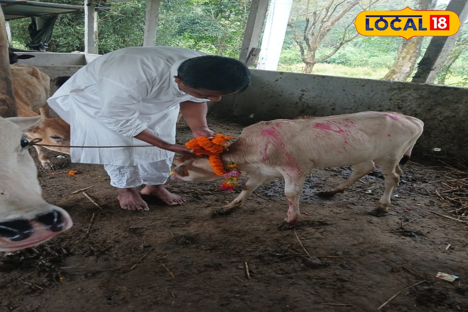 নেপালি সম্প্রদায়ের চতুর্থ দিনে পালিত হয় গরু তিহার। যা গোবর্ধন পুজো হিসেবে পরিচিত। কালচিনিতে দেখা গেল গরু তিহার পালিত হতে।