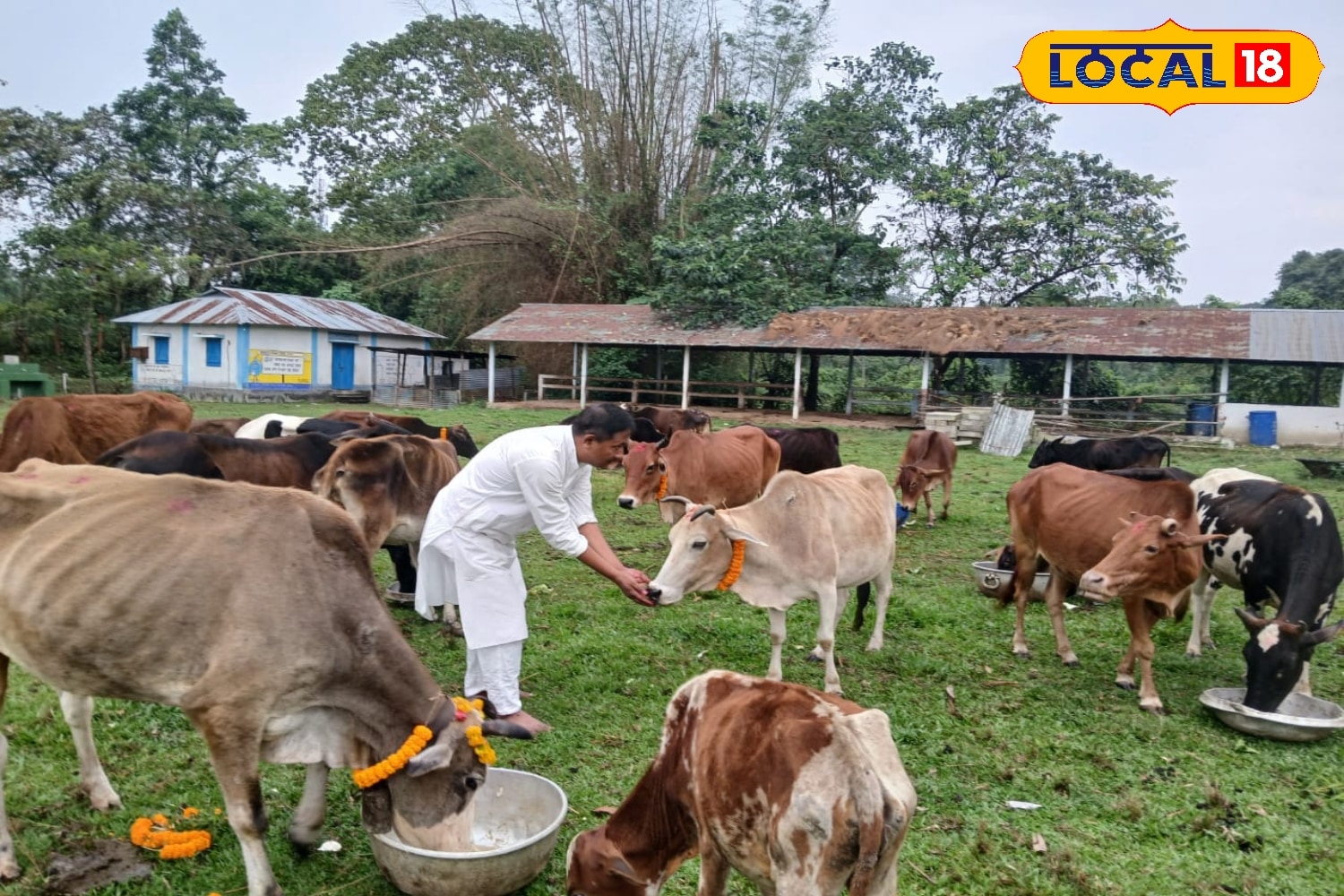 কালচিনির গোশালায় এদিন গরু গুলির পুজো দিতে দেখা যায় এলাকাবাসীদের। সকালে স্নান সেরে নেপালি সম্প্রদায়ের পুরুষ, মহিলারা চলে আসেন পুজো দিতে।