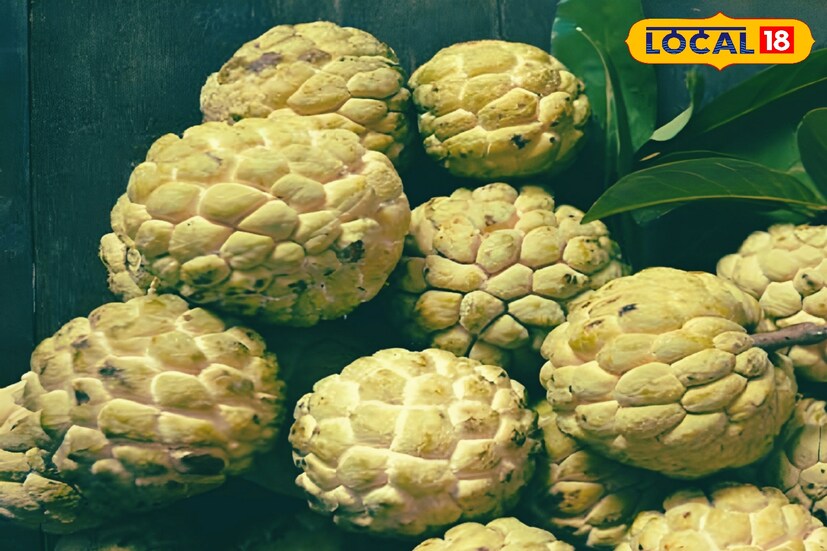 ফল খাওয়া শরীরের জন্য অত্যন্ত স্বাস্থ্যকর। বিশেষ করে বছরের এই সময় আতা খাওয়ার উপকারিতা অঢেল।  ফল খাওয়া শরীরের জন্য অত্যন্ত স্বাস্থ্যকর। বিশেষ করে বছরের এই সময় আতা খাওয়ার উপকারিতা অঢেল।