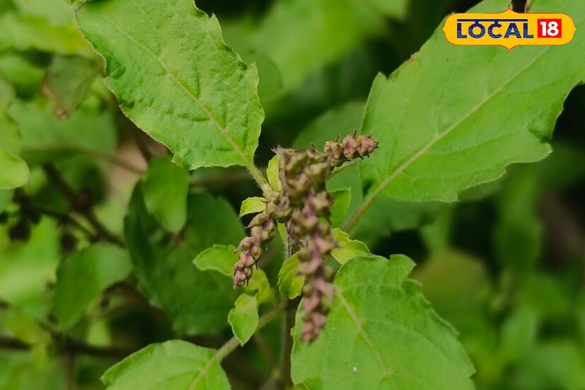 এছাড়াও তুলসী পাতার চায়ে একাধিক গুণ রয়েছে বলে তিনি জানিয়েছেন। এই হোমিওপ্যাথিক চিকিৎসক বলছেন, এই চা রক্তে শর্করার মাত্রা নিয়ন্ত্রণ করতে সাহায্য করে। ফলে ডায়াবেটিসের ঝুঁকি কমে অনেকটা।