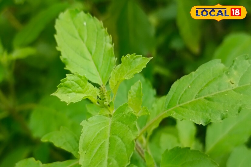 তিনি বলছেন, শীতকালে সকালে প্রতিদিন নিয়মিত হাফ কাপ তুলসী পাতার চা খেতে পারলে জ্বর-সর্দি, ঠান্ডা লাগা কাছে ঘেঁসবে না। কিন্তু সঠিক নিয়মে এই চা তৈরি করতে হবে। 