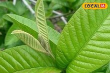 পেয়ারা পাতার গুণ জানেন? ওজন কমানো থেকে ডায়াবেটিস নিয়ন্ত্রণে এর জুড়ি মেলা ভার