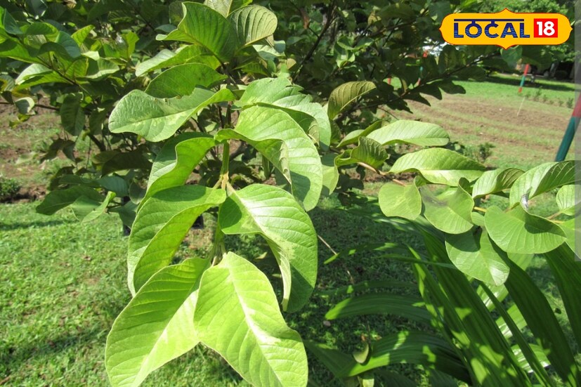 চুলের স্বাস্থ্যের জন্যও পেয়ারা পাতা উপকারী। চুল পড়া বন্ধ করতে এবং চুলের গোড়া মজবুত করতে সাহায্য করে এই পাতা।