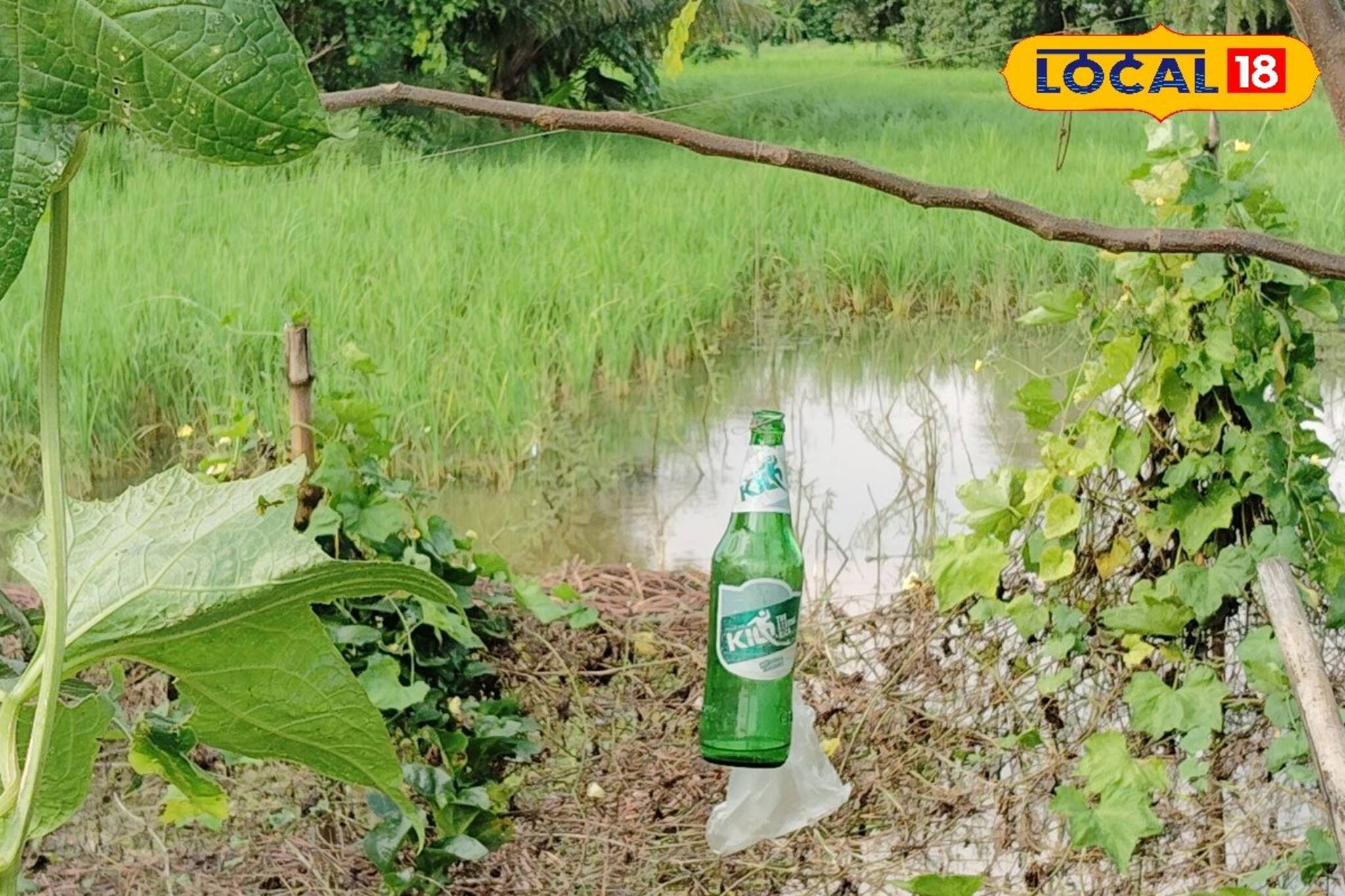 বোতলেই বাজিমাত! ভয়ে আসছে না পাখি থেকে পোকামাকড়, বিনা কীটনাশকে তরতরিয়ে বড় ফসল