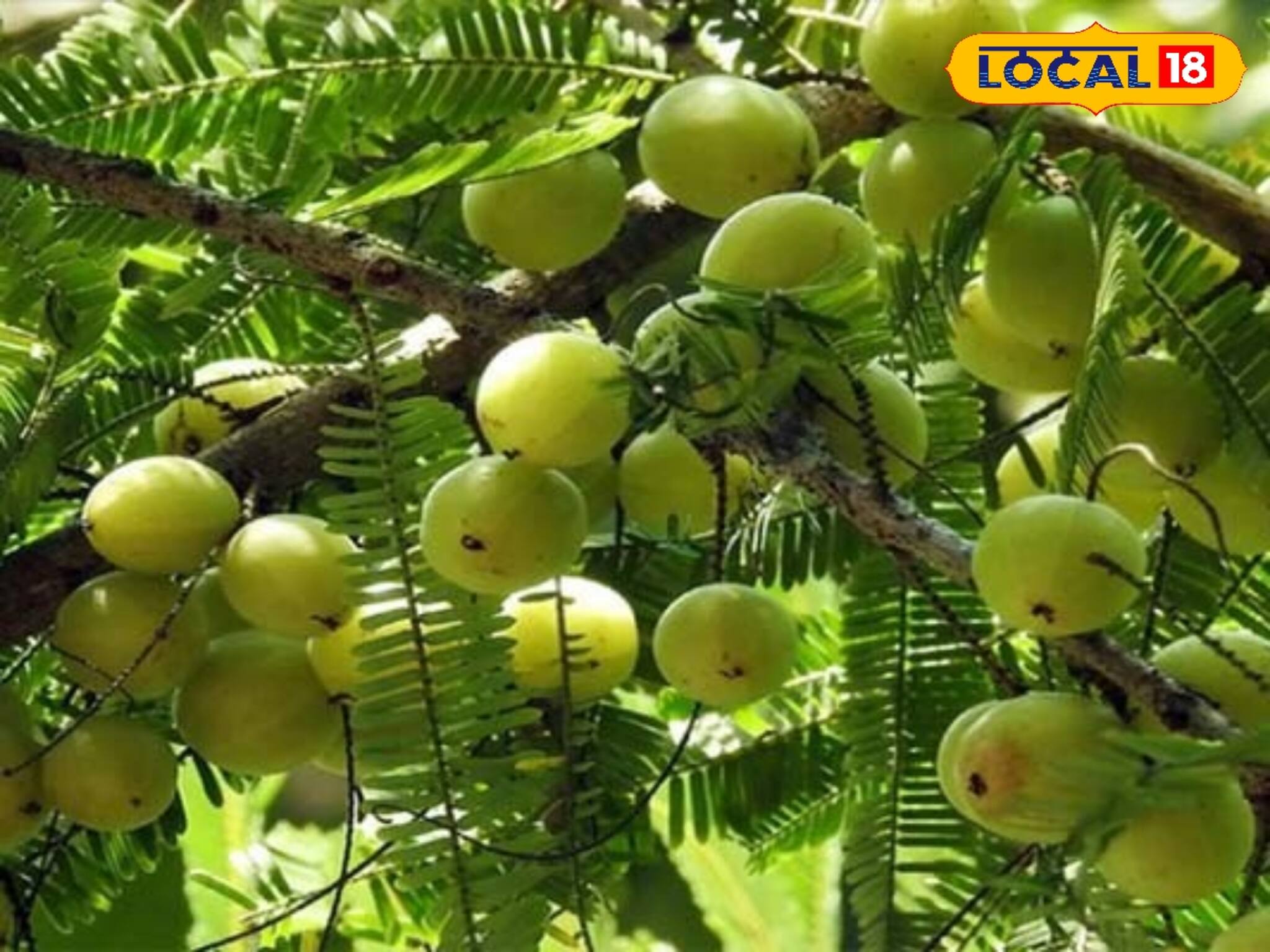 রোজ ঠিক এই সময় একটি আমলকি, ব্যাস...! ফর্সা, তুলতুলে নরম, ফুটফুটে ত্বক! কমবে ওজন