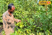 অধিক লাভের আশায় পেয়ারা চাষ বর্ধমানের এই ব্যক্তির 