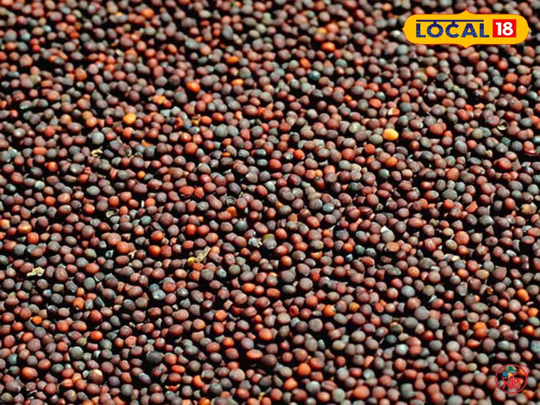 শীতে চাষ করুন সরষে! ব্যাপক লাভ! মানতে হবে এই টিপস! জানুন