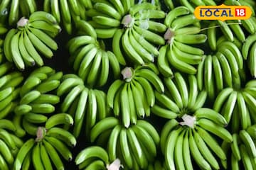 একে কাঁচাকলা, তার আবার তরকারি! উপকারী সবজিটি এই উপায়ে খেলে বিরাট লাভ, জানুন একে কাঁচাকলা, তার আবার তরকারি! উপকারী সবজিটি এই উপায়ে খেলে বিরাট লাভ, জানুন