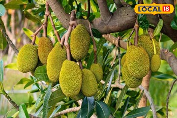 কাঁঠালই বদলে দেবে আপনার ভাগ্য, হবে মোটা টাকা লাভ ! দেখে নিন কী করে কাঁঠালই বদলে দেবে আপনার ভাগ্য, হবে মোটা টাকা লাভ ! দেখে নিন কী করে