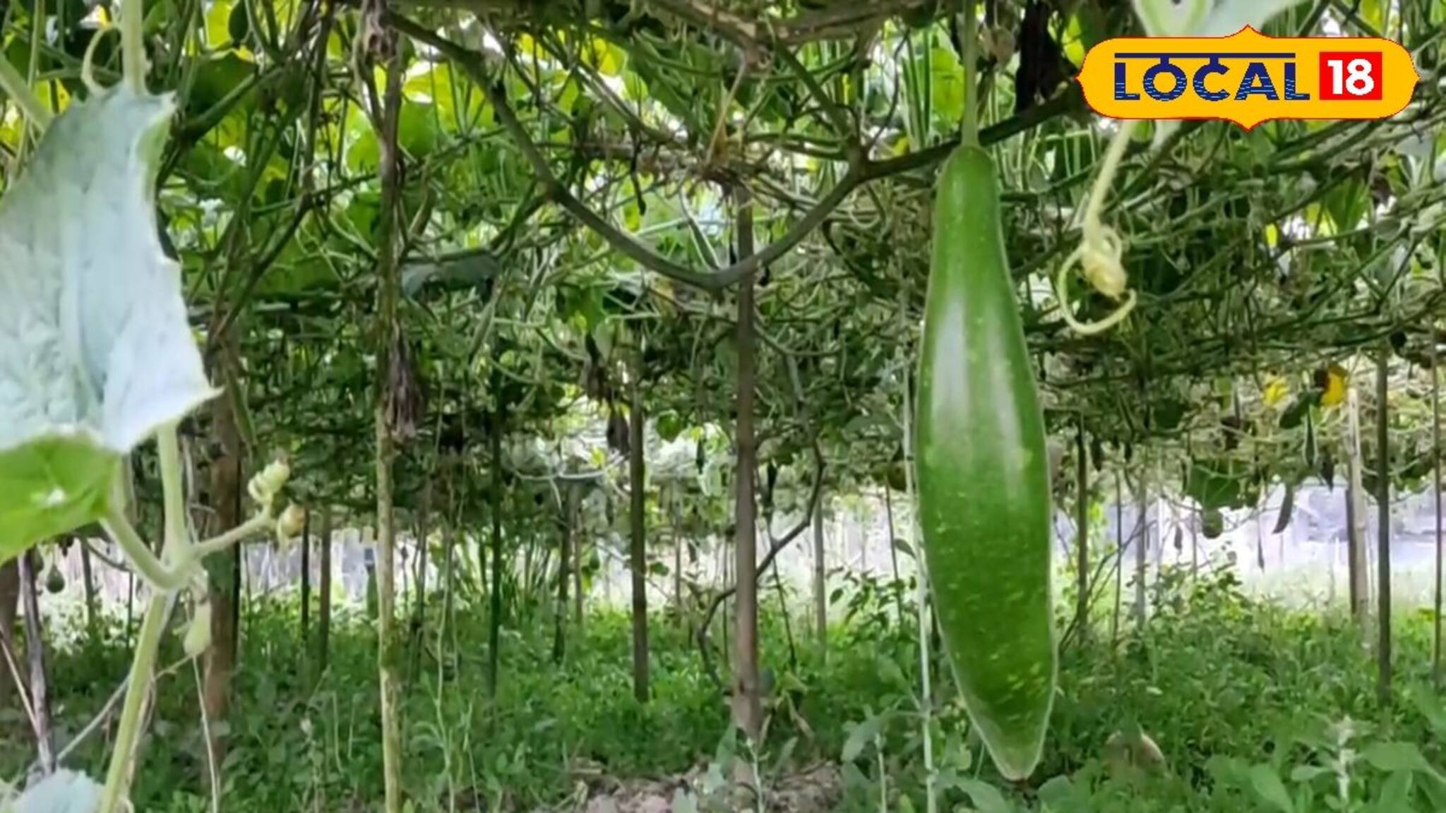 এই পদ্ধতিতে লাউ চাষ করলে আয় হবে মোটা টাকা! শুধু জেনে নিন এই কয়েকটি নিয়ম