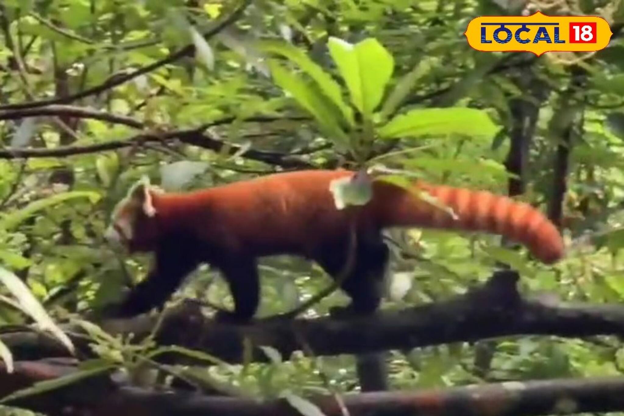 ন্যাওড়া ভ্যালিতে রেড পান্ডার সংখ্যা কত ? শুরু হচ্ছে শুমারি! জানুন