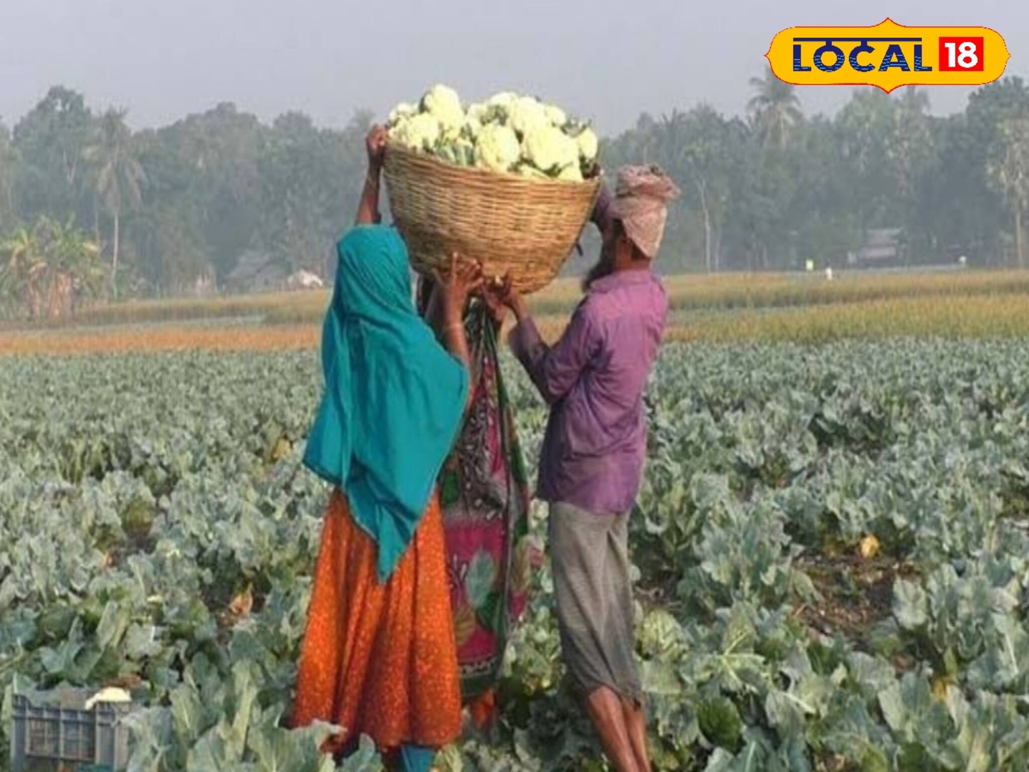 Winter Vegetable Cultivation: শীতের সবজির ভাল ফলন পেতে জেনে নিন কৃষি বিজ্ঞানীর পরামর্শ