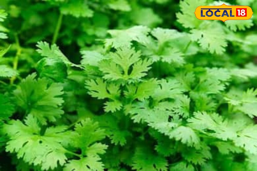 ধনে পাতায় প্রচুর পরিমাণে ক্যালসিয়াম, ম্যাঙ্গানিজ, ম্যাগনেসিয়াম এবং ফসফরাস রয়েছে, যা হাড়কে মজবুত করে। শুধু তাই নয় ধনে হাড়কে বাতজনিত ব্যথা থেকেও রক্ষা করে।