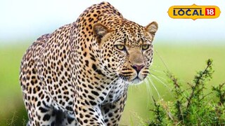 চিতাবাঘ আক্রমণে আহত ২ চিতাবাঘ আক্রমণে আহত ২