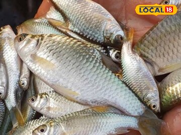 Fish Farming: মাছের পরিচর্যা করুন বিশেষ পদ্ধতিতে! ফলন পাবেন অনেক বেশি Fish Farming: মাছের পরিচর্যা করুন বিশেষ পদ্ধতিতে! ফলন পাবেন অনেক বেশি