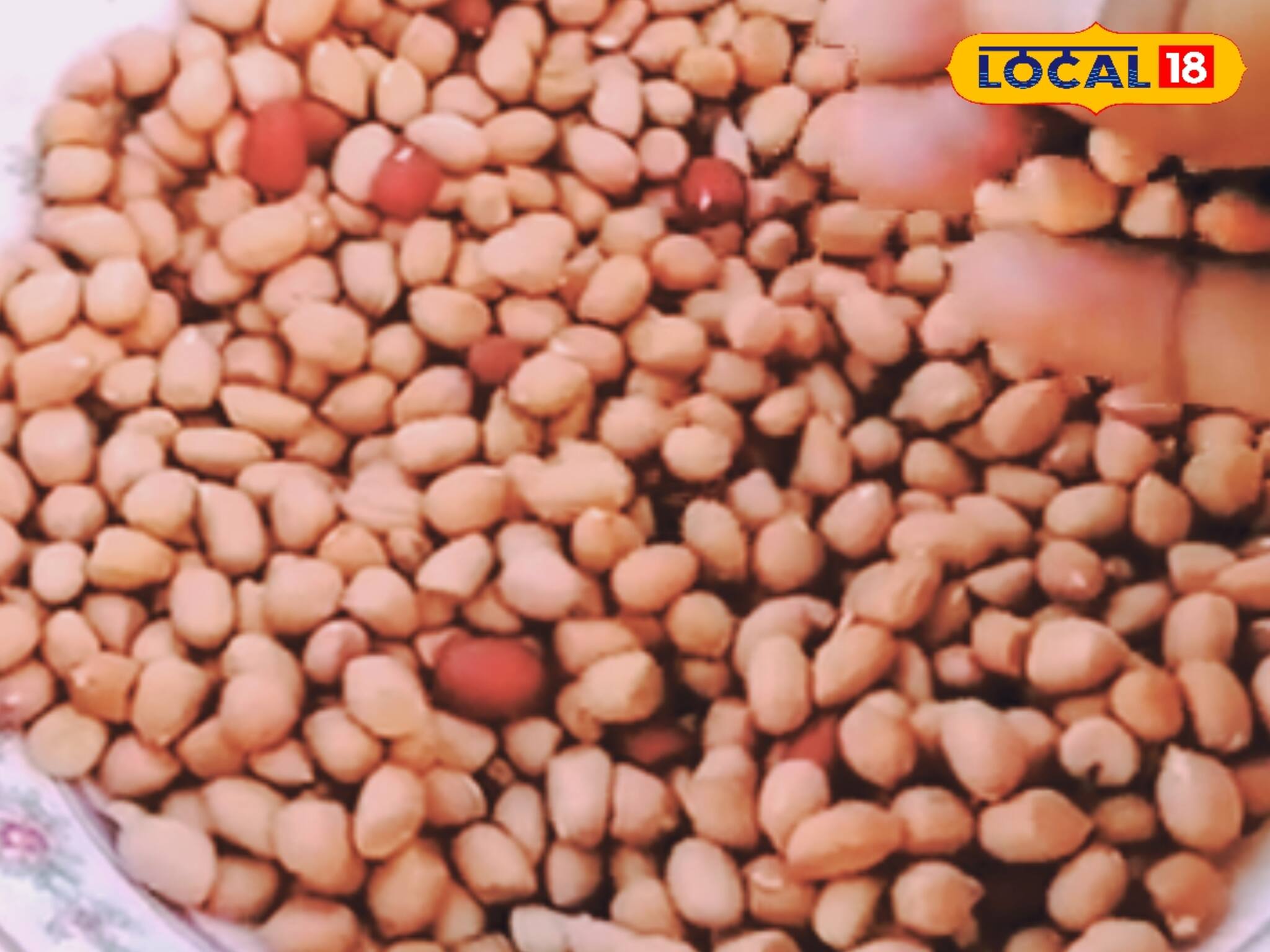 স্বল্প সময়ে বাদাম চাষে মোটা টাকা উপার্জন ! দেখে নিন কীভাবে