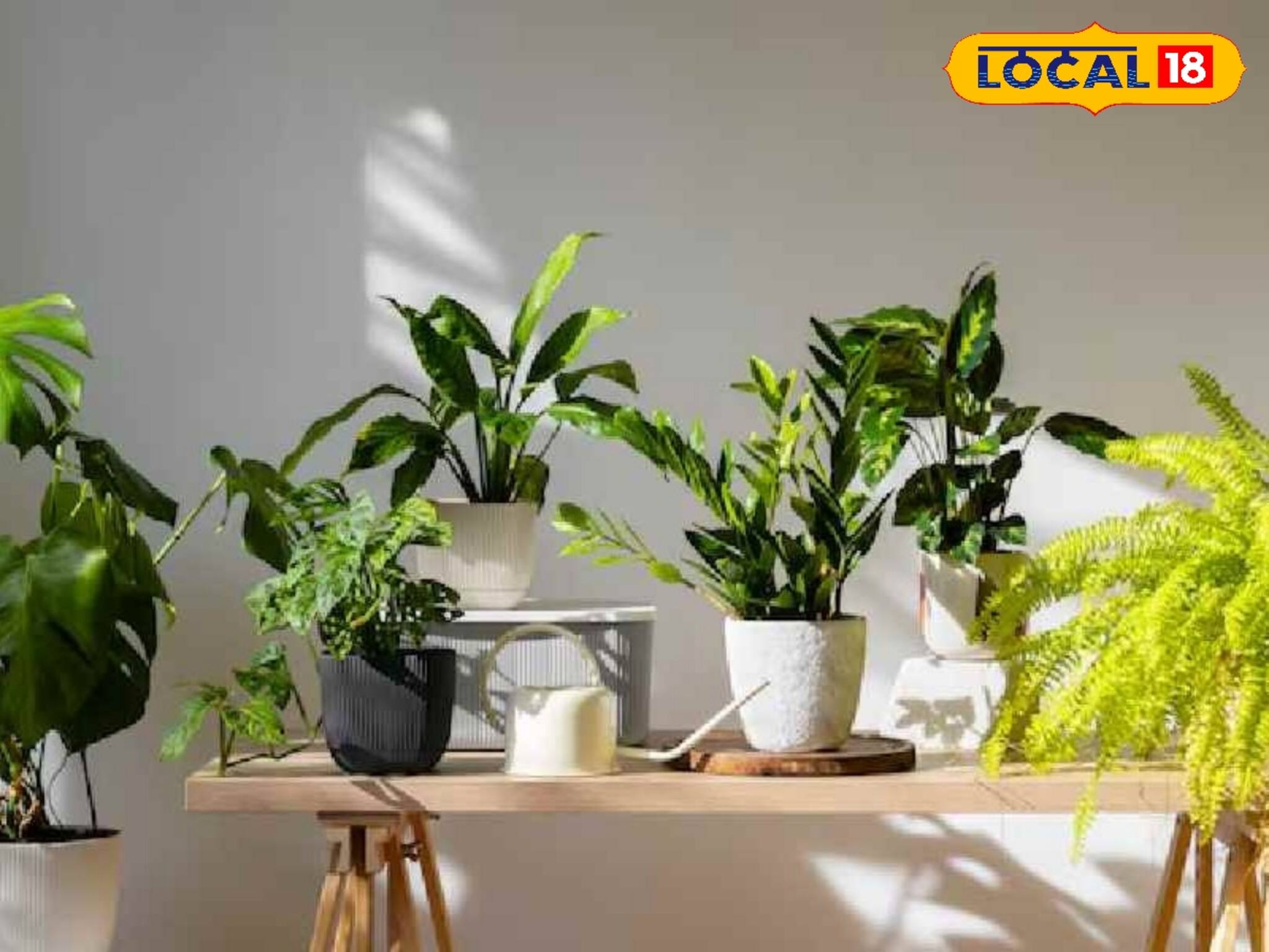 বাড়িতে রোগ লেগেই আছে? মুক্তি পেতে এখুনি ঘরে রাখুন এই গাছগুলি