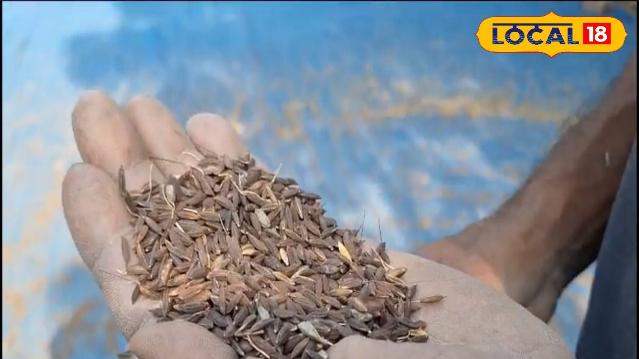 স্বাদে গুণে অতুলনীয় কালো নুনিয়ার চাষে মোটা টাকা লাভ, কী এই জিনিস ? জেনে নিন