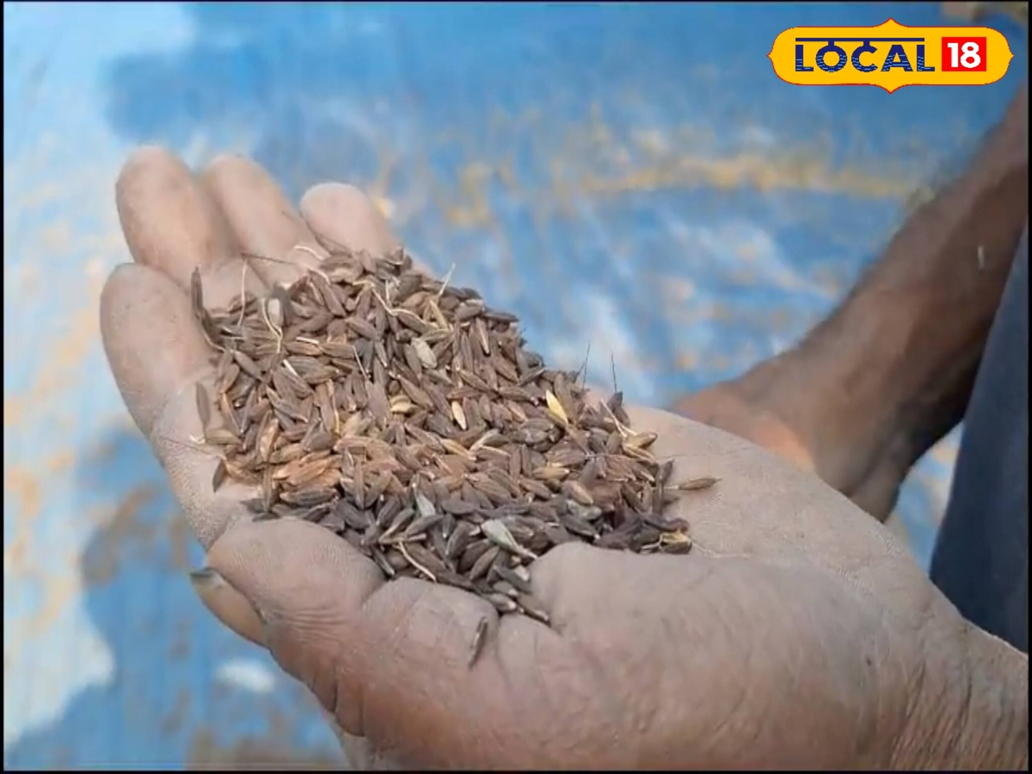 স্বাদে গুণে অতুলনীয় কালো নুনিয়ার চাষে মোটা টাকা লাভ, কী এই জিনিস ? জেনে নিন