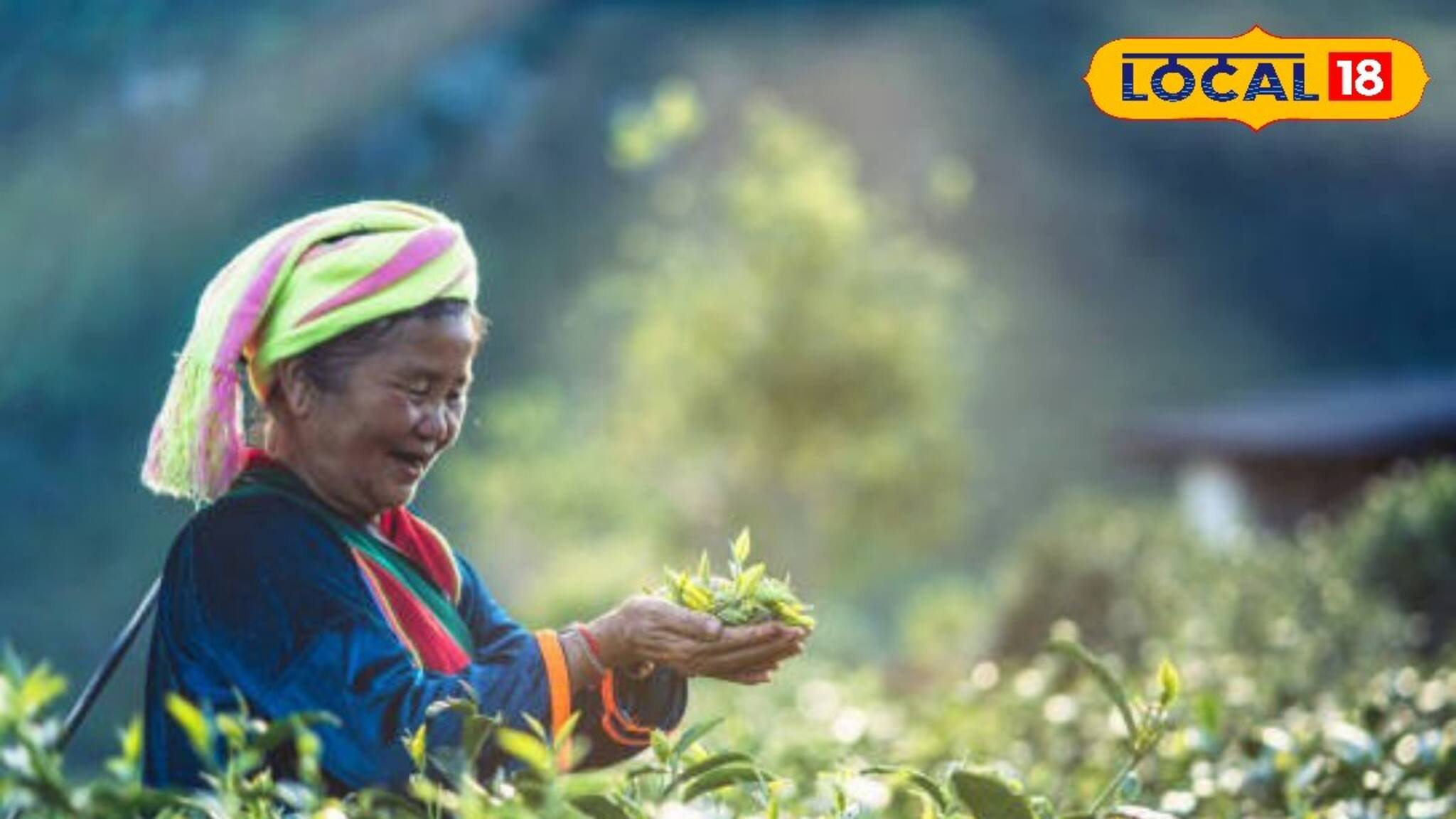 Darjeeling News: খুশির হাওয়া চা শ্রমিকদের মধ্যে! চলতি মাসেই অ্যাকাউন্টে ঢুকবে বাড়তি টাকা