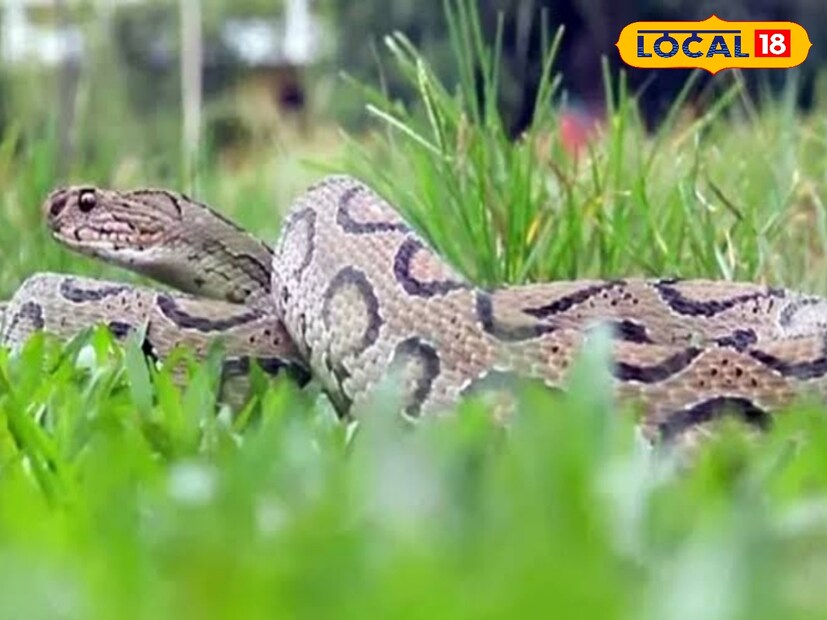 সাপরা বিশেষ কোনো জায়গায় স্থায়ীভাবে থাকে না। তারা সর্বদা খাবারের সন্ধানে ঘুরে বেড়ায় এবং ডিম পাড়ার সময় নির্জন জায়গায় বাসা বাঁধে। তাই পরিত্যক্ত জায়গা বা জনমানবহীন এলাকা সাপদের আশ্রয়ের জন্য আদর্শ।