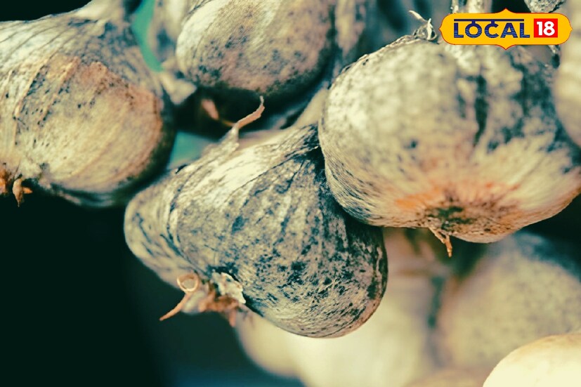 এই রসুন রান্নায় ব্যবহারের ফলে রসুন থেকে টক্সিন নির্গত হয়। কারণ, তাপ মাইকোটক্সিনকে ধ্বংস করতে পারে না। ফলে এই ধরনের রসুন ব্যবহার একেবারেই নিরাপদ নয়।