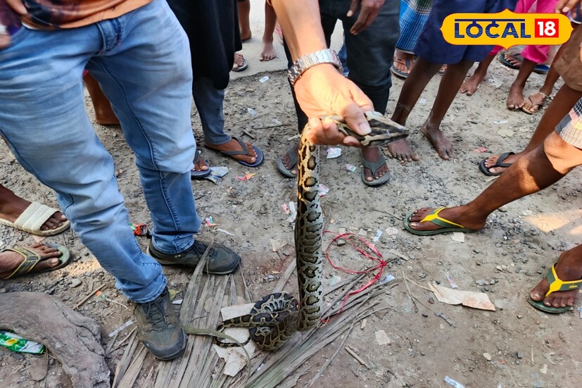এলাকার এক স্থানীয় বাসিন্দা রফিকুল মিঁয়া জানান, দুপুর নাগাদ এলাকার এক পুকুরে মাছ ধরতে গিয়ে ধরা পড়ে সাপটি।