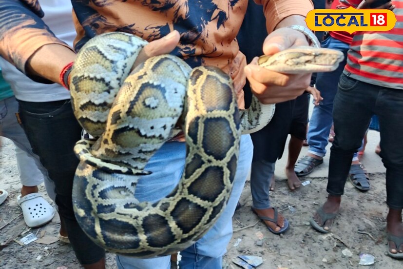 সর্প উদ্ধারকারী অর্ধেন্দু বণিক জানান, সাপটি আনুমানিক পাঁচ ফুট লম্বা। সাপটিকে উদ্ধারের পর বন দফতরের হাতে তুলে দেওয়া হয়েছে।