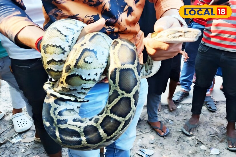 বন দফতর সূত্রে জানা গিয়েছে, সাপটির প্রাথমিক স্বাস্থ্য পরীক্ষা করার পর সাপটিকে পুনরায় লোকালয়ের থেকে দূরে জঙ্গল এলাকায় ছেড়ে দেওয়া হবে।
