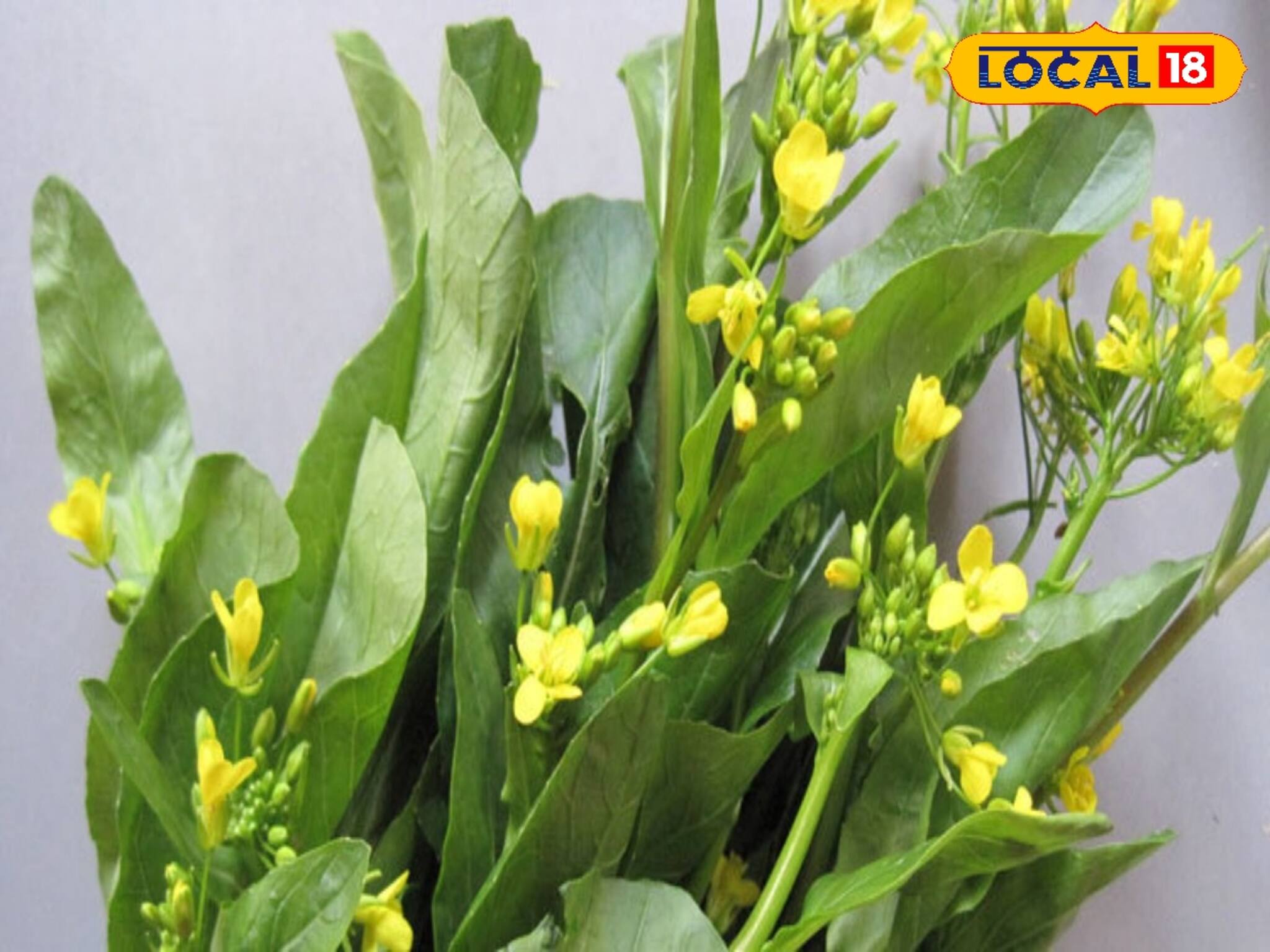 হাড়ের ব্যথা থেকে শুরু করে ক্যানসার, দূরে রাখে এই শাক! জানুন চিকিৎসকের মত