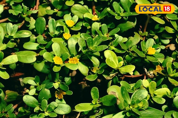 Shaak Health Benefits: আগাছা বলে অবহেলা নয়! তেলতেলে, রসালো এবং গাঢ় সবুজ এই শাক ক্যালসিয়ামের খনি, দূর করে তোতলামি