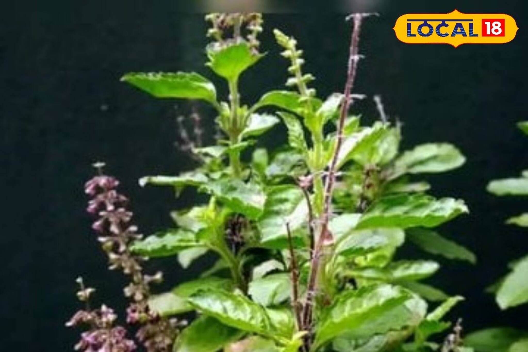 হেমন্তেও তুলসী গাছে মঞ্জরী আসছে? মানিব্যাগে রাখুন এভাবে, ৭ দিনে জীবন বদলে যাবে