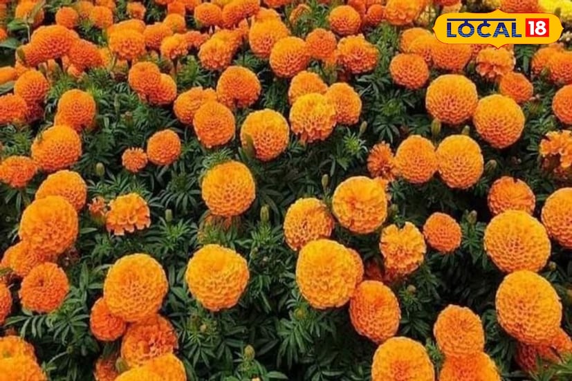 গাঁদা ফুল ছাড়া পুজো ভাবাই যায় না। জানেন কি, গাঁদা ফুল ত্বকের একাধিক সমস্যা দূর করতেও ওস্তাদ। এছাড়াও নানা রোগের বিরুদ্ধে লড়াই করে এই ফুল। গাঁদা ফুল ছাড়া পুজো ভাবাই যায় না। জানেন কি, গাঁদা ফুল ত্বকের একাধিক সমস্যা দূর করতেও ওস্তাদ। এছাড়াও নানা রোগের বিরুদ্ধে লড়াই করে এই ফুল।