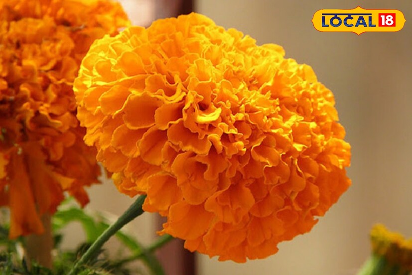 শুধু ফুল নয়, গাঁদা পাতার-ও বিশাল গুণ। গাঁদা পাতার রস ক্ষতে লাগালে রক্তপাত বন্ধ হয়। 