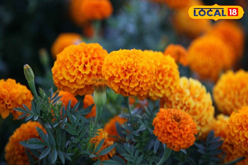 ডাঃ অতনু রায় বলেন, গাঁদা ফুলে রয়েছে ভিটামিন এ, ভিটামিন বি ও মিনারেল। এছাড়াও রয়েছে অ্যান্টিঅক্সিড্যান্ট যা শরীর সুস্থ রাখে 