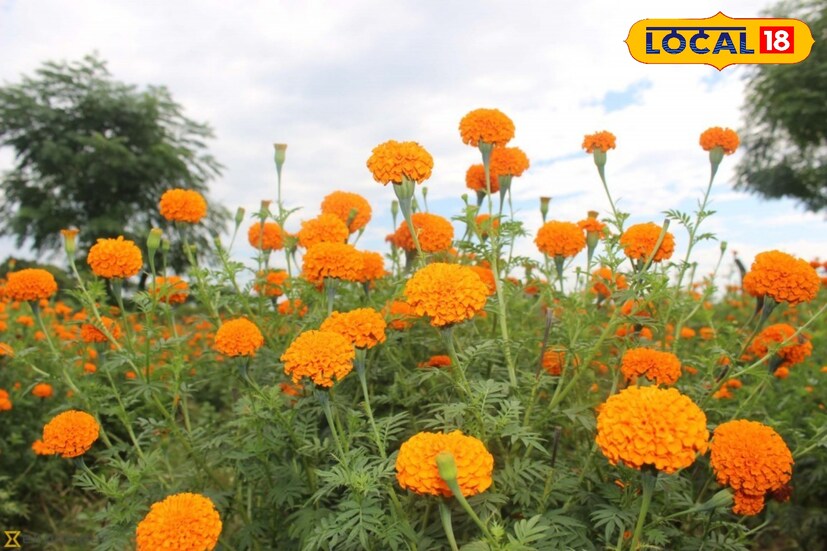 খুশকির সমস্যা দূর করতে এক্সপার্ট গাঁদা ফুল। এই ফুল থেঁতো করে মাথায় লাগালে চুল পড়া এবং খুশকির সমস্যা থেকে রেহাই পাওয়া যায়। এছাড়াও চুল পড়ার সমস্যা মেটায় গাঁদা ফুল।