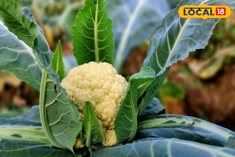 ফুলকপিতে পটাশিয়াম ও ভিটামিন কে-এর পরিমাণ বেশি। যা রক্ত জমাট বাঁধতে সাহায্য করে। তাই যাঁরা রক্ত পাতলা করার ওষুধ খান, তাঁদের জন্যও ভিটামিন কে-সমৃদ্ধ খাবার এড়িয়ে চলা ভাল। 