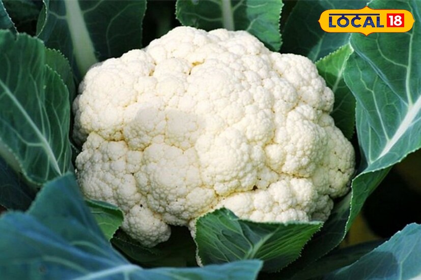 ফুলকপি খেলে পেট ভার হওয়ার সমস্যা থাকে। ফলে আচমকাই খিদে চলে যায়। শীতকালে অনেকেই ভাবেন খিদে কেন পাচ্ছে না! তবে তার নেপথ্য কারণ হিসেবে ফুলকপিও হতে পারে বলে ভেবে নিন।