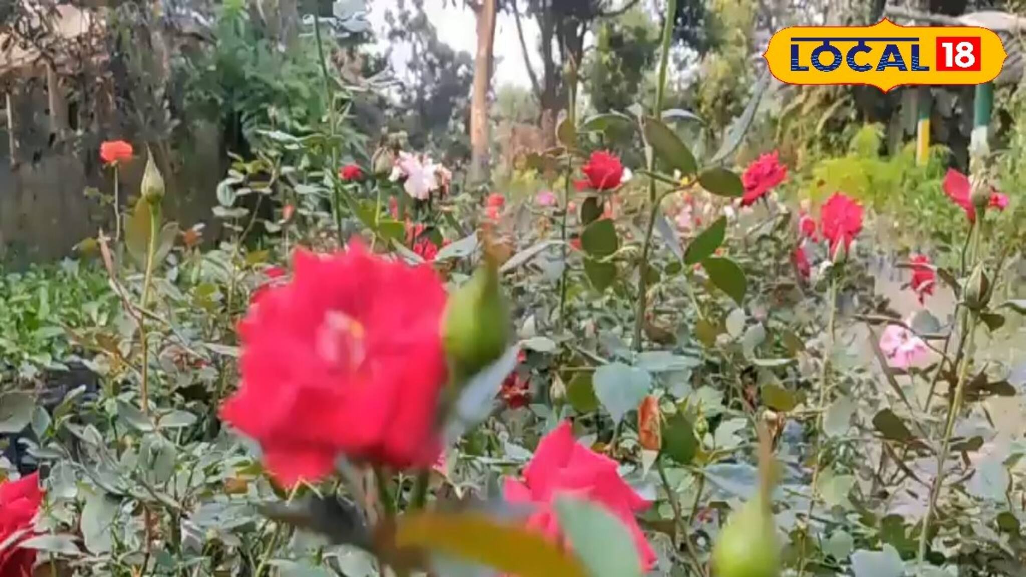 বাড়ির কোনদিকে রাখবেন গোলাপ গাছ? ভুল জায়গায় রাখলেই সংসারে অশান্তির কাঁটা