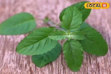রোজ সকালে খালি পেটে দুটি পাতা! শরীর-মনে কী কী পরিবর্তন ঘটায় জানেন? বিশেষজ্ঞের মত রোজ সকালে খালি পেটে দুটি পাতা! শরীর-মনে কী কী পরিবর্তন ঘটায় জানেন? বিশেষজ্ঞের মত