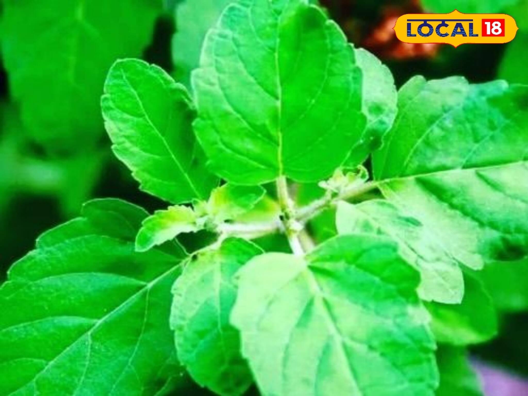 রোজ সকালে খালি পেটে দুটি পাতা! শরীর-মনে কী কী পরিবর্তন ঘটায় জানেন? বিশেষজ্ঞের মত