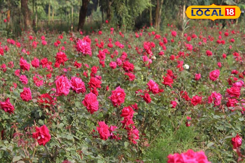 মূলত গ্রীষ্ম কালে গোলাপ শীতঘুমে না থাকলেও, শীতে টানা ফুল দেওয়ার পর কিছুটা বিশ্রাম নেয়। তাই গরমের সময় গাছকে খাবার দেওয়ার সময় খুব জটিল খাবার বা রাসায়নিক সার না দেওয়াই ভালো।