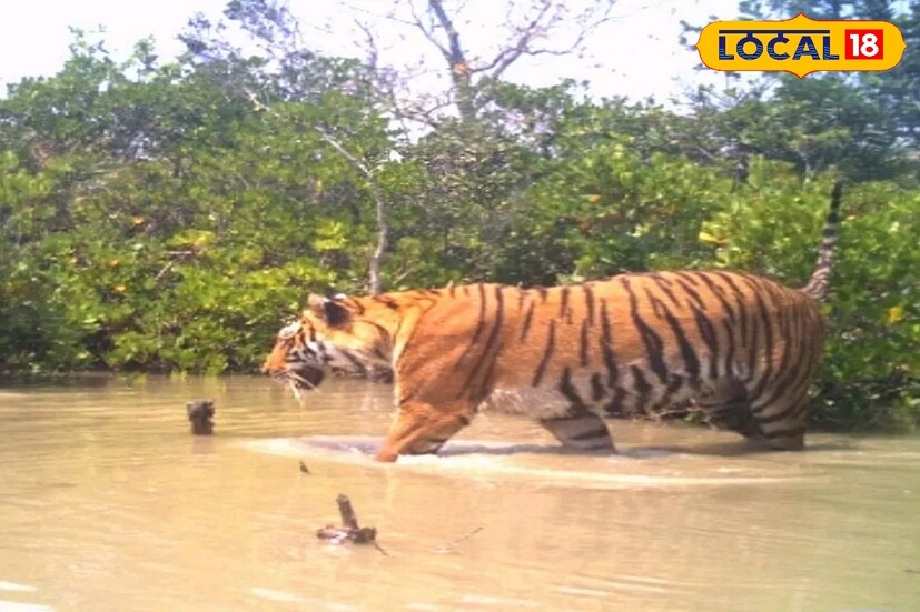 ২১ শে নভেম্বর থেকে সুন্দরবনে শুরু হবে বাঘসুমারি। সর্বশেষ বাঘ সুমারিতে বাঘের সংখ্যা ছিল ১০১। এবার সেই সংখ্যা বাড়তে পারে। 