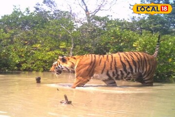 পশ্চিমবঙ্গের সুন্দরবনে কতগুলি রয়্যাল বেঙ্গল আছে জানেন? ধরা পড়বে ৭২২টি 'চোখে'! পশ্চিমবঙ্গের সুন্দরবনে কতগুলি রয়্যাল বেঙ্গল আছে জানেন? ধরা পড়বে ৭২২টি 'চোখে'!