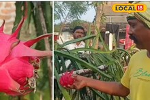 এবার পুরুলিয়াতেই হচ্ছে ড্রাগন ফল চাষ ,অসাধ্য সাধন করেছে পুরুলিয়ার ছেলে!