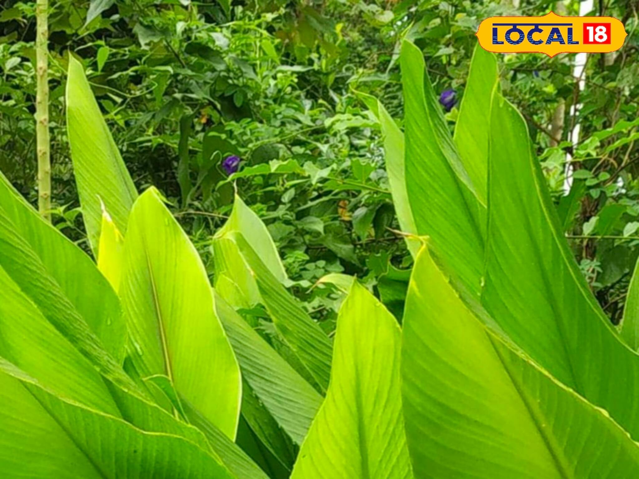 কাঁড়ি কাঁড়ি টাকা খরচ করতে হবে না, সস্তার এই দুই গাছ থাকলেই উপচে পড়বে টাকা