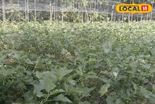 জৈব পদ্ধতিতে বেগুন চাষে জোর সুন্দরবন অঞ্চলে