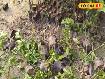 নার্সারির ভরা জমিতেই হচ্ছে এমন কাণ্ড! কাজ হারানোর আতঙ্কে চাষীরা