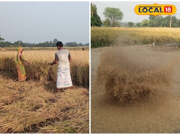 Purulia News: সরকারিভাবে ধান কেনার লক্ষ্যমাত্রা বৃদ্ধি হয়েছে, খুশির খবর পুরুলিয়ায়
