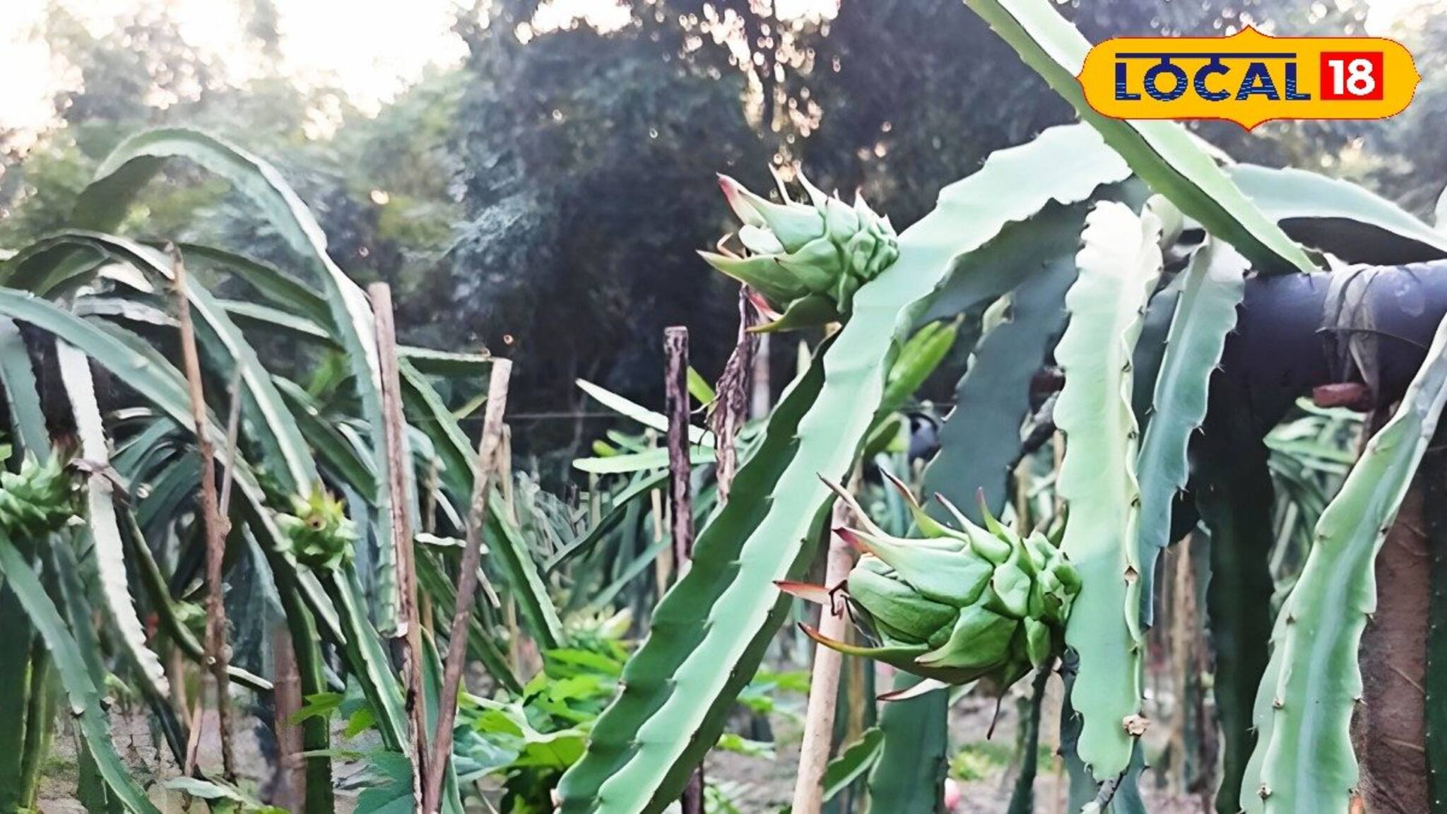 একবার চাষ করেই বছর পর বছর লাভ! এই গাছ যেন টাকার খনি!